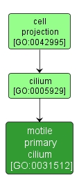 GO:0031512 - motile primary cilium (interactive image map)