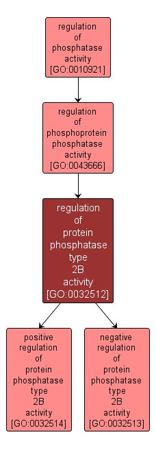 GO:0032512 - regulation of protein phosphatase type 2B activity (interactive image map)
