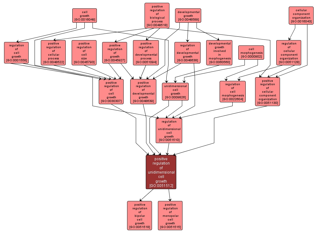 GO:0051512 - positive regulation of unidimensional cell growth (interactive image map)