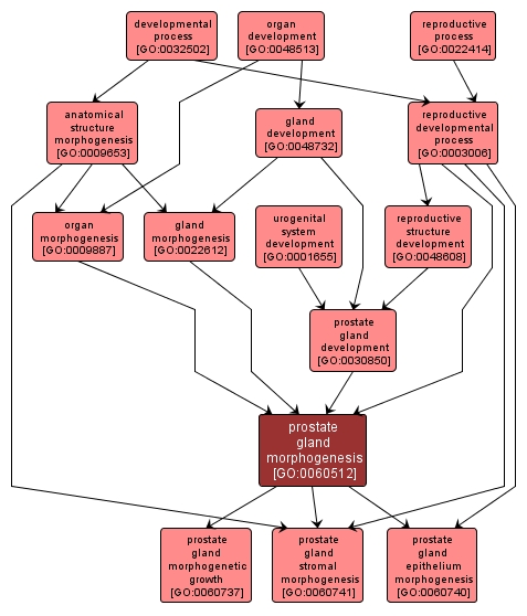 GO:0060512 - prostate gland morphogenesis (interactive image map)