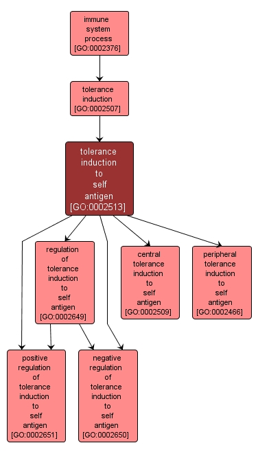 GO:0002513 - tolerance induction to self antigen (interactive image map)