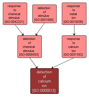 GO:0005513 - detection of calcium ion (interactive image map)