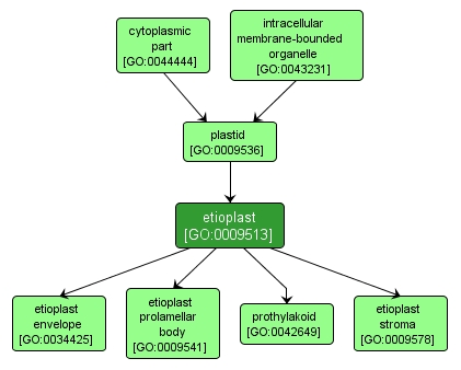 GO:0009513 - etioplast (interactive image map)