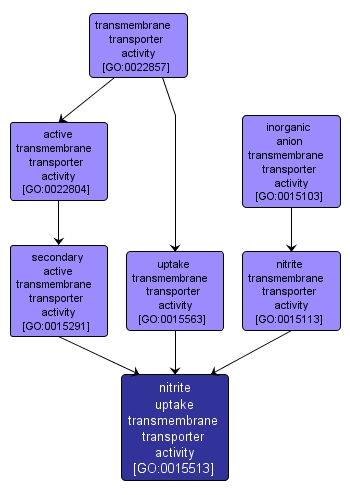 GO:0015513 - nitrite uptake transmembrane transporter activity (interactive image map)