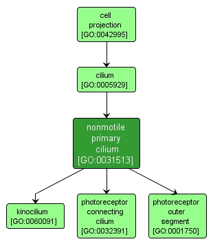 GO:0031513 - nonmotile primary cilium (interactive image map)