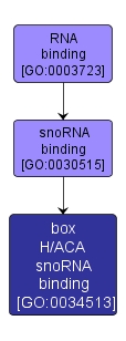 GO:0034513 - box H/ACA snoRNA binding (interactive image map)