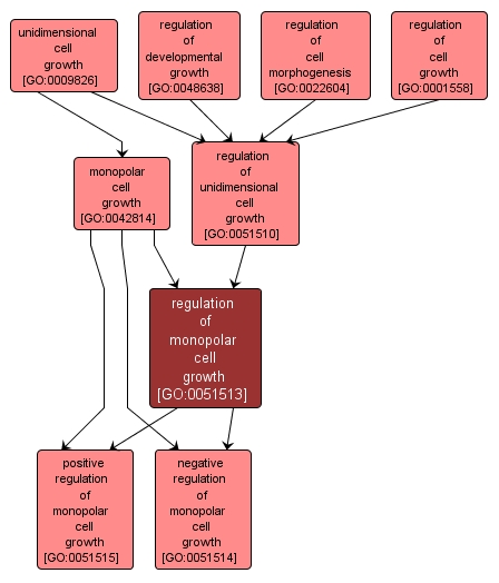 GO:0051513 - regulation of monopolar cell growth (interactive image map)