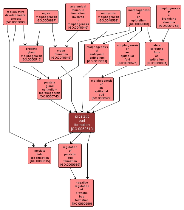 GO:0060513 - prostatic bud formation (interactive image map)