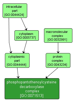 GO:0071513 - phosphopantothenoylcysteine decarboxylase complex (interactive image map)