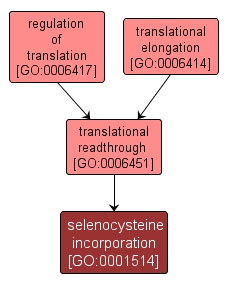 GO:0001514 - selenocysteine incorporation (interactive image map)