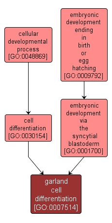 GO:0007514 - garland cell differentiation (interactive image map)