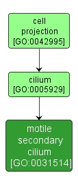 GO:0031514 - motile secondary cilium (interactive image map)