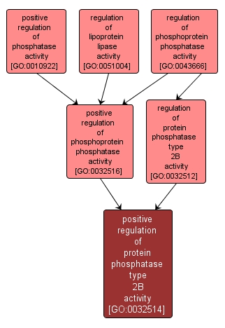 GO:0032514 - positive regulation of protein phosphatase type 2B activity (interactive image map)