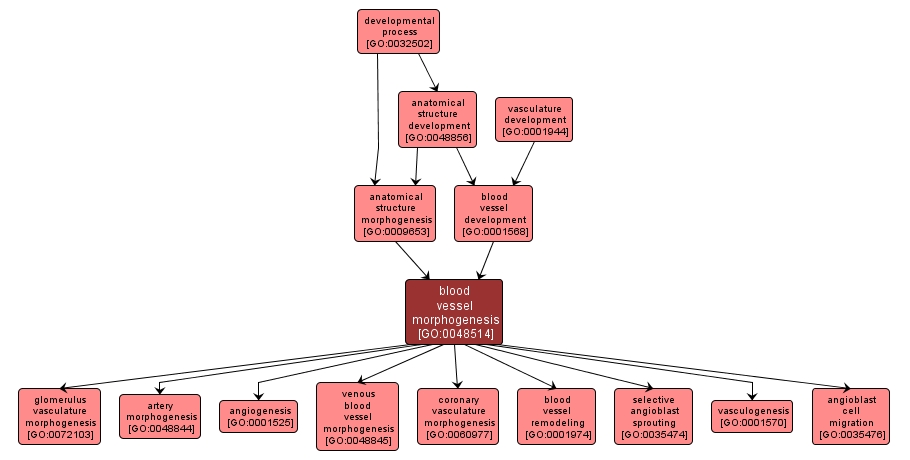 GO:0048514 - blood vessel morphogenesis (interactive image map)