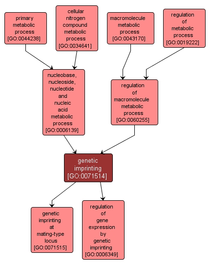 GO:0071514 - genetic imprinting (interactive image map)