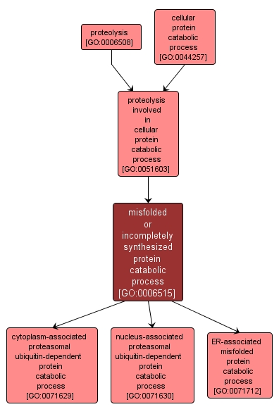 GO:0006515 - misfolded or incompletely synthesized protein catabolic process (interactive image map)