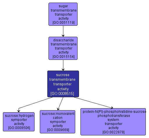 GO:0008515 - sucrose transmembrane transporter activity (interactive image map)