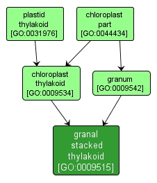 GO:0009515 - granal stacked thylakoid (interactive image map)
