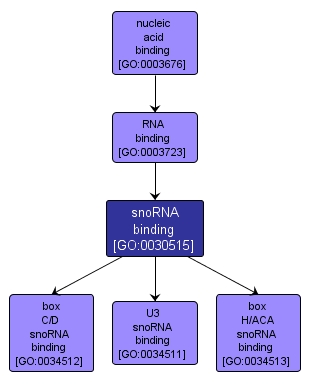GO:0030515 - snoRNA binding (interactive image map)