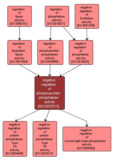 GO:0032515 - negative regulation of phosphoprotein phosphatase activity (interactive image map)