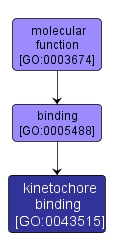 GO:0043515 - kinetochore binding (interactive image map)
