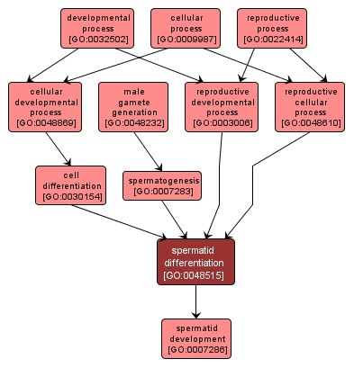 GO:0048515 - spermatid differentiation (interactive image map)