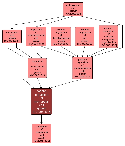 GO:0051515 - positive regulation of monopolar cell growth (interactive image map)