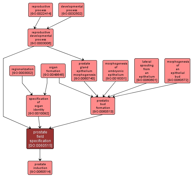 GO:0060515 - prostate field specification (interactive image map)