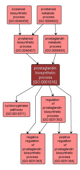 GO:0001516 - prostaglandin biosynthetic process (interactive image map)
