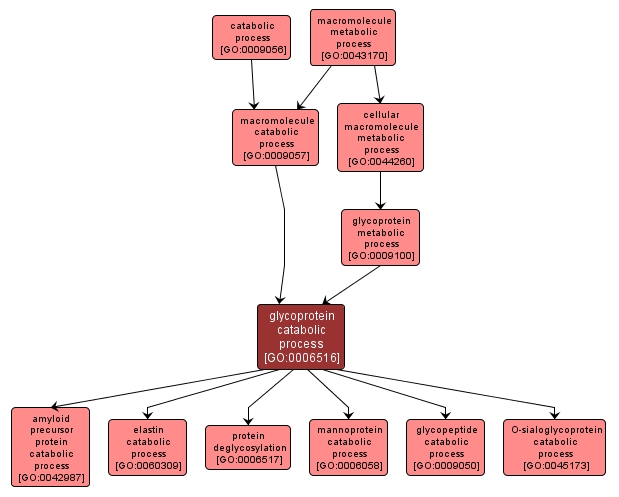 GO:0006516 - glycoprotein catabolic process (interactive image map)