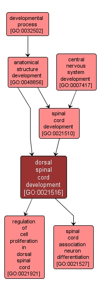 GO:0021516 - dorsal spinal cord development (interactive image map)