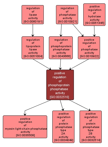 GO:0032516 - positive regulation of phosphoprotein phosphatase activity (interactive image map)