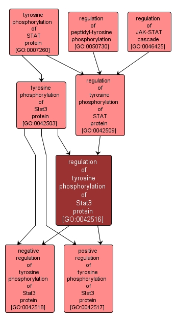 GO:0042516 - regulation of tyrosine phosphorylation of Stat3 protein (interactive image map)