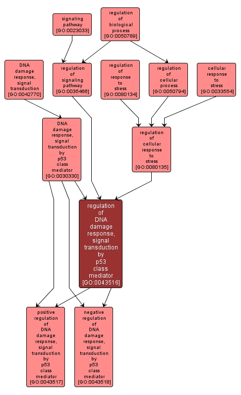 GO:0043516 - regulation of DNA damage response, signal transduction by p53 class mediator (interactive image map)