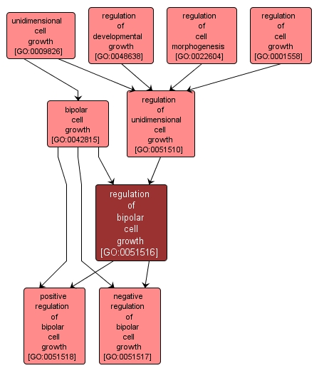 GO:0051516 - regulation of bipolar cell growth (interactive image map)