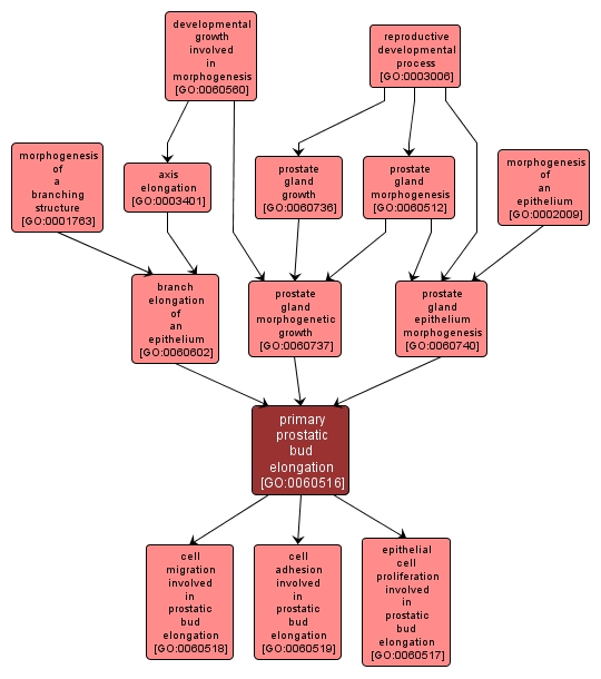 GO:0060516 - primary prostatic bud elongation (interactive image map)