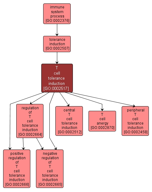 GO:0002517 - T cell tolerance induction (interactive image map)