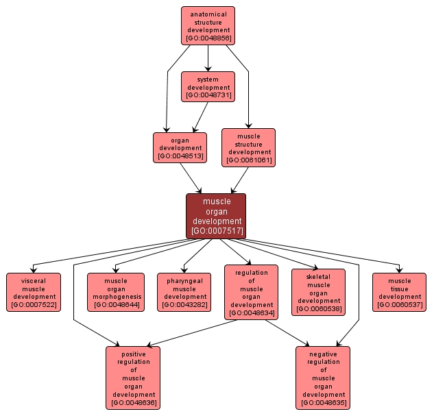 GO:0007517 - muscle organ development (interactive image map)