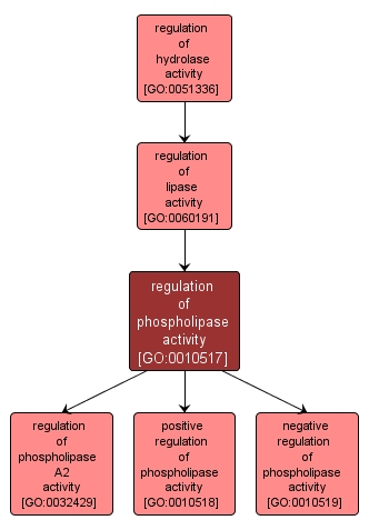 GO:0010517 - regulation of phospholipase activity (interactive image map)