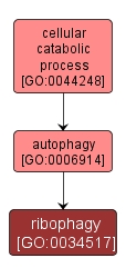 GO:0034517 - ribophagy (interactive image map)