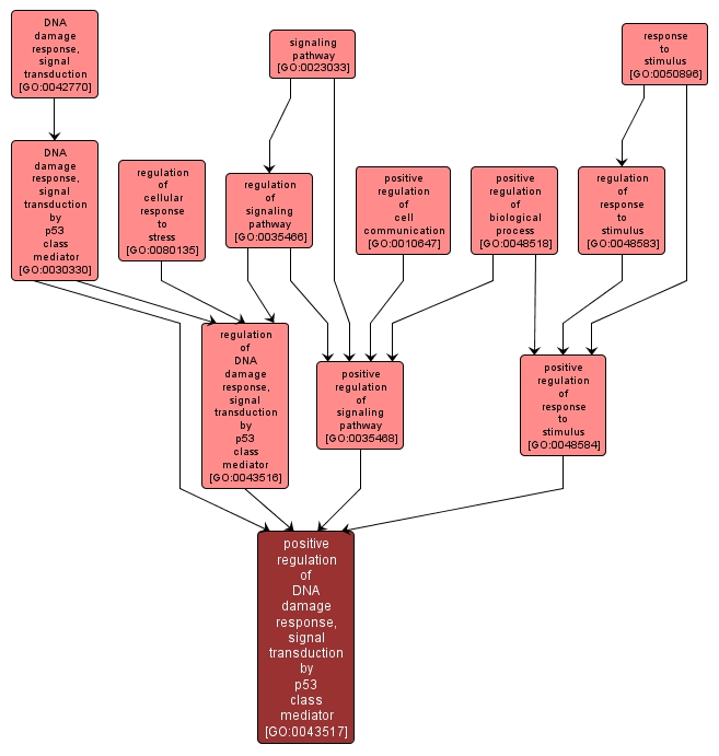 GO:0043517 - positive regulation of DNA damage response, signal transduction by p53 class mediator (interactive image map)