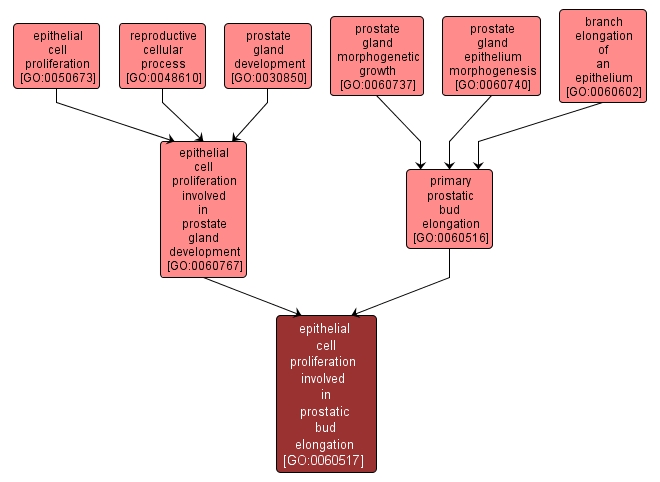 GO:0060517 - epithelial cell proliferation involved in prostatic bud elongation (interactive image map)