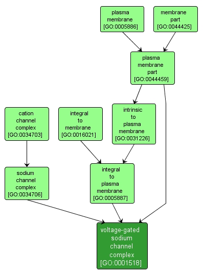 GO:0001518 - voltage-gated sodium channel complex (interactive image map)