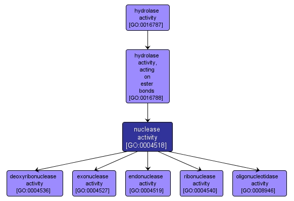 GO:0004518 - nuclease activity (interactive image map)