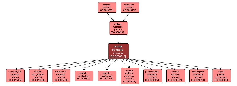 GO:0006518 - peptide metabolic process (interactive image map)