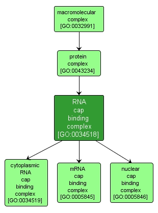 GO:0034518 - RNA cap binding complex (interactive image map)