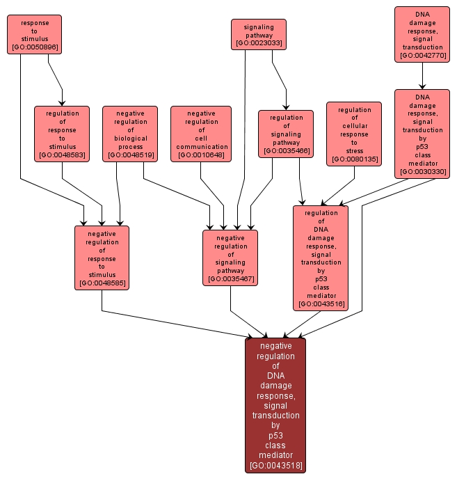 GO:0043518 - negative regulation of DNA damage response, signal transduction by p53 class mediator (interactive image map)