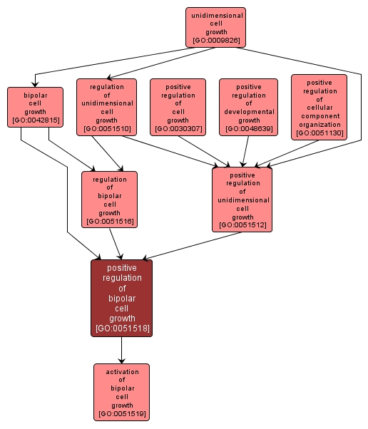 GO:0051518 - positive regulation of bipolar cell growth (interactive image map)