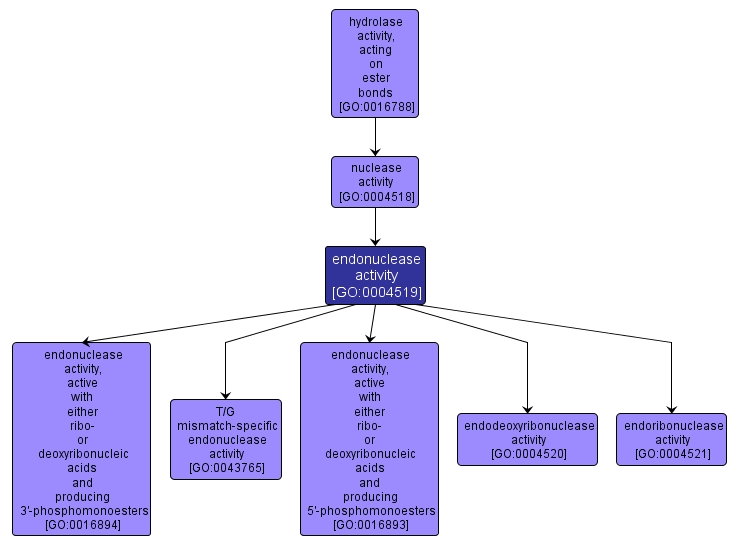 GO:0004519 - endonuclease activity (interactive image map)