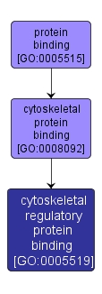 GO:0005519 - cytoskeletal regulatory protein binding (interactive image map)